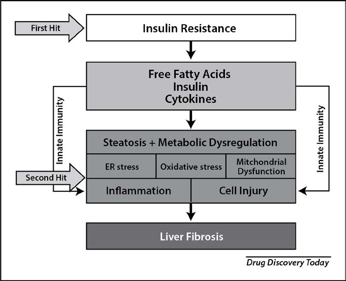 Figure 2. Transition of NAFLD to NASH – The “Two Hit” Hypothesis Adapted from Drug Discov Today. 2019 Feb;24(2):560-566. doi: 10.1016/j.drudis.2018.09.020. Epub 2018 Oct 3.
