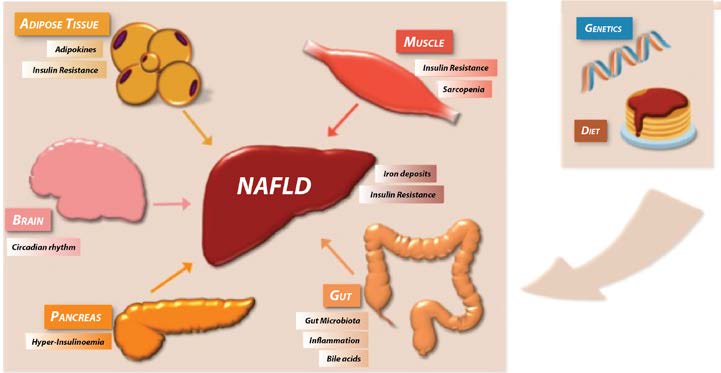 NAFLD Explanation