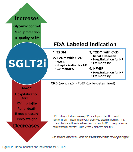Figure 1: Clinical benefits and indications for SGTL2i. It increases glycemic control, renal protection, and HF quality of life. It decreases MACE, hospitalization for HF, CV mortality, renal death, blood pressure, and body weight.