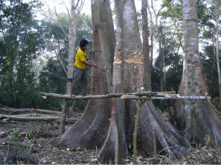 Figure 3. Tsimane man clearing a plot of trees for slash and burn agriculture.