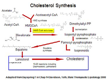 Cholesterol synthesis