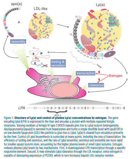 Structure of Lp(a) and control of plasma Lp(q) concentrations by estrogen