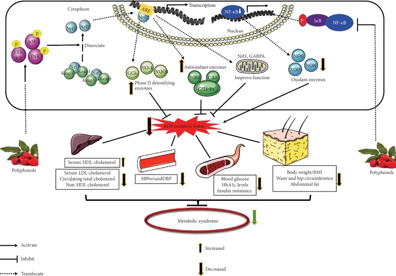 How polyphenols affect cardiometabolic disease