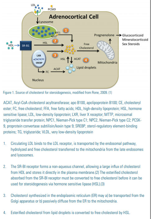 Source of cholesterol for steroidogenesis