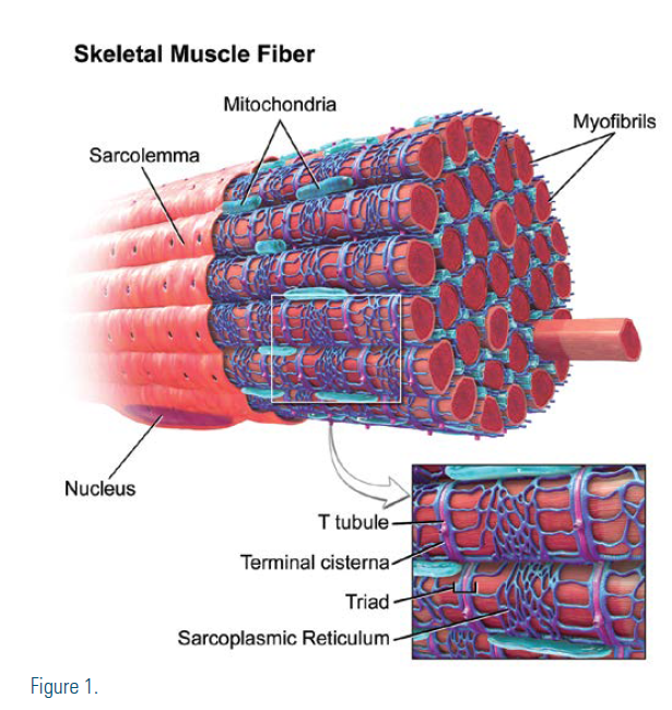 A diagram of skeletal muscle fiber, showing sarcolemma, mitochondria, myofibrils, nuclears, t-tubule, terminal cisterna, triad, and sarcoplasmic reticulum