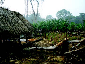 Figure 6. Tsimane thatched roof home and horticultural plot.